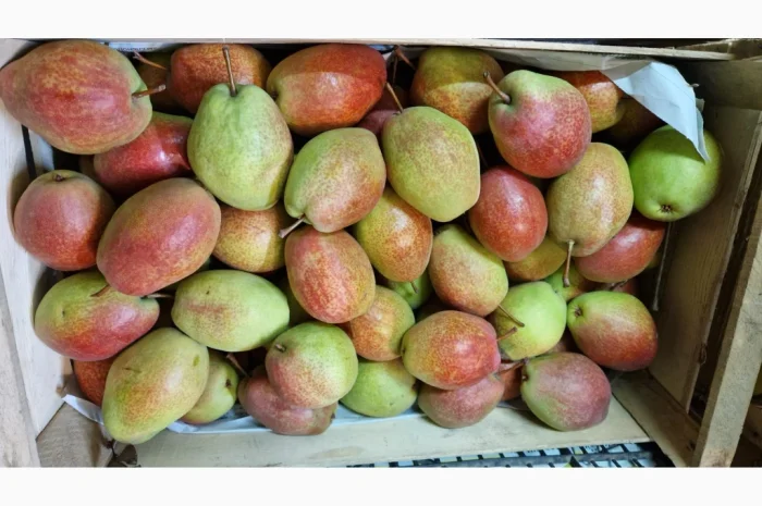 Пропонується груша сорту Киргизька Красуня- фото № 4