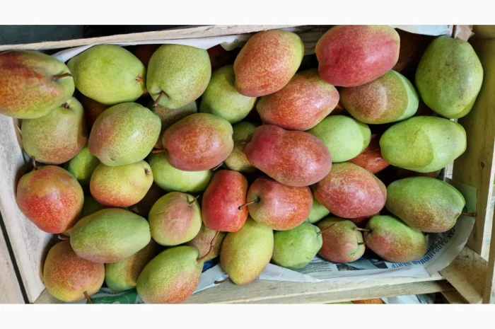 Пропонується груша сорту Киргизька Красуня- фото № 5