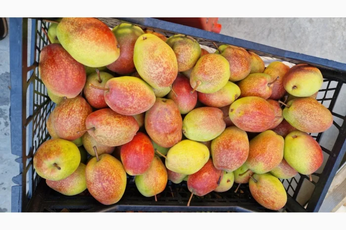 Пропонується груша киргизька красуня- фото № 1