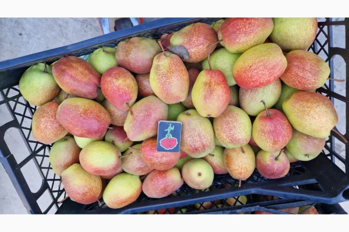 Пропонується груша киргизька красуня- фото № 2