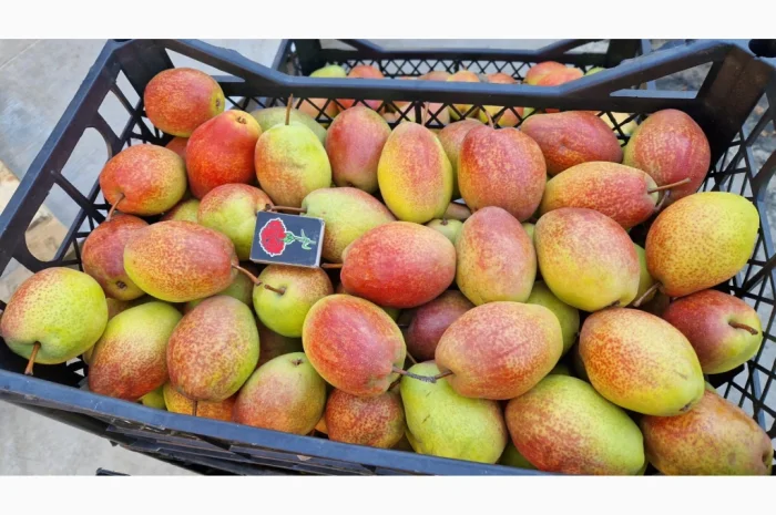 Пропонується груша киргизька красуня- фото № 3