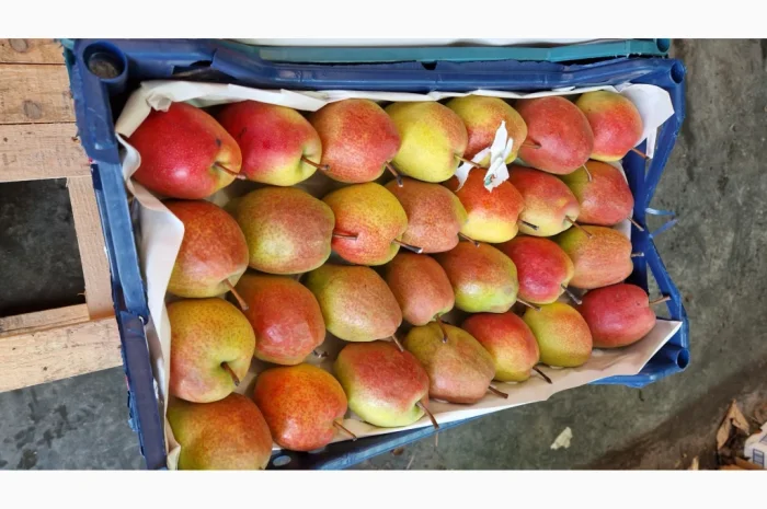 Пропонується груша киргизька красуня- фото № 4