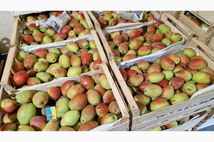 Пропонується груша киргизька красуня- фото № 5