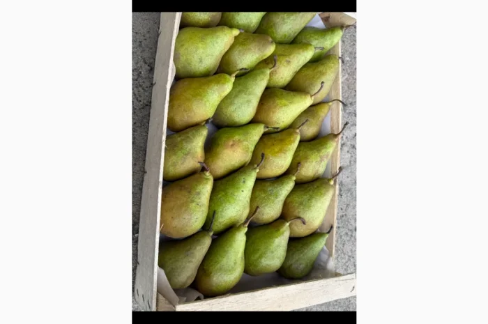 Продается груша Ноябрьская разных сортов- фото № 1