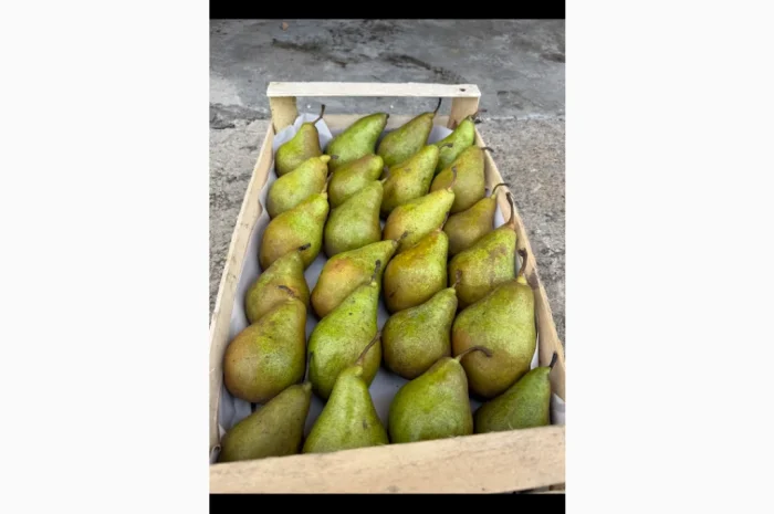 Продается груша Ноябрьская разных сортов- фото № 2