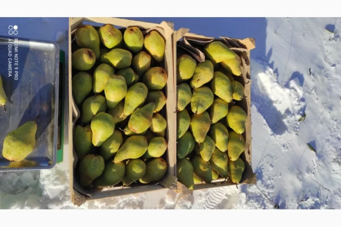 Продается груша Ноябрьская- фото № 1