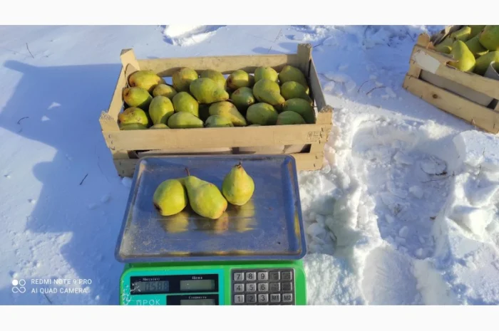 Продается груша Ноябрьская- фото № 2