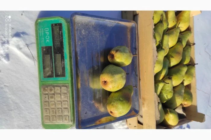 Продается груша Ноябрьская- фото № 5