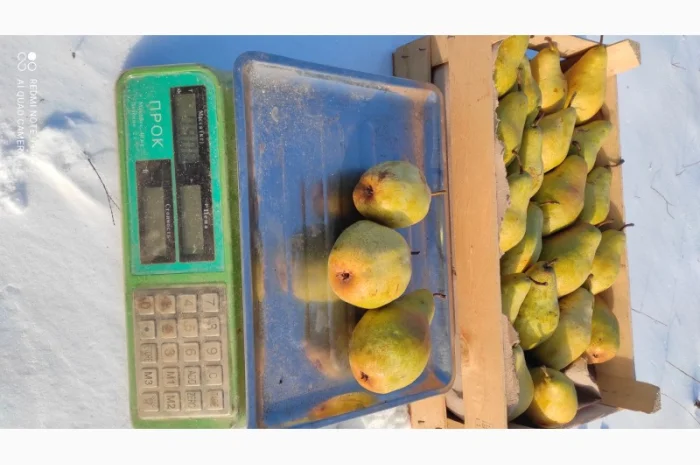 Продается груша Ноябрьская- фото № 6