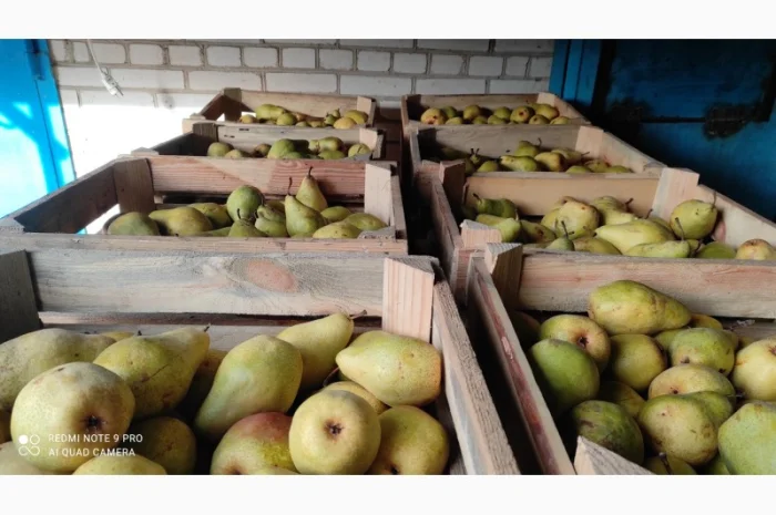 Продается груша Ноябрьская- фото № 7