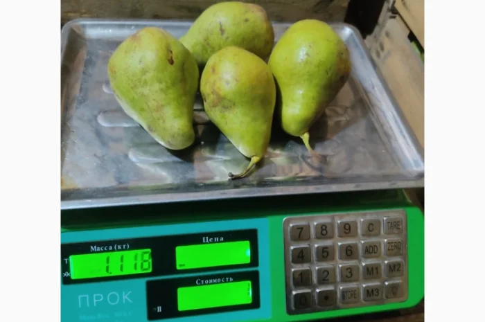 Продаются груши сорта Ноябрьская- фото № 1