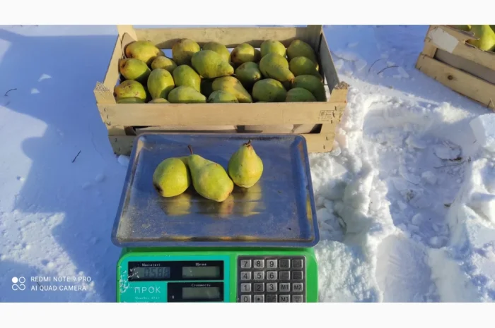 Продаются груши сорта Ноябрьская- фото № 2
