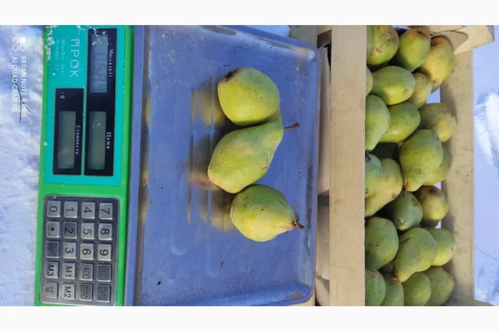 Продаются груши сорта Ноябрьская- фото № 3