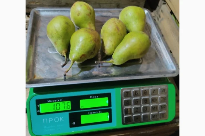 Продаются груши сорта Ноябрьская- фото № 5