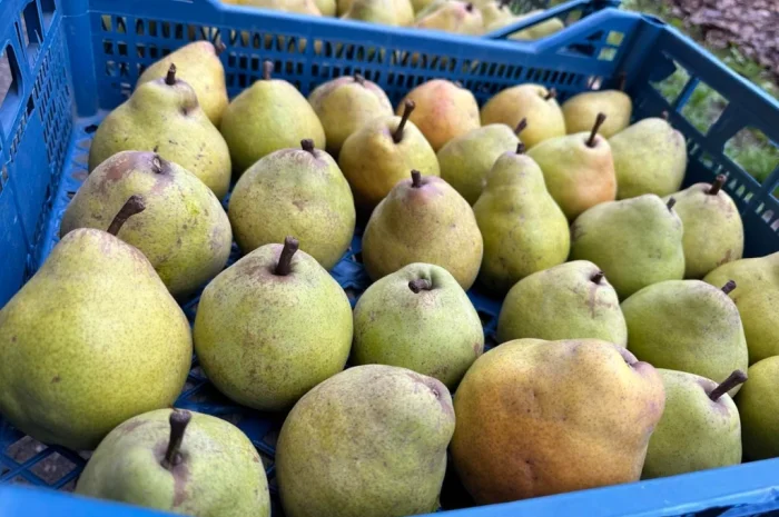 Продается груша сорта Кучерянка- фото № 1