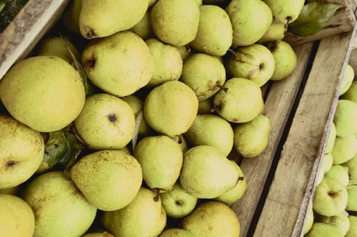 Продается груша сорта Кучерянка- фото № 2