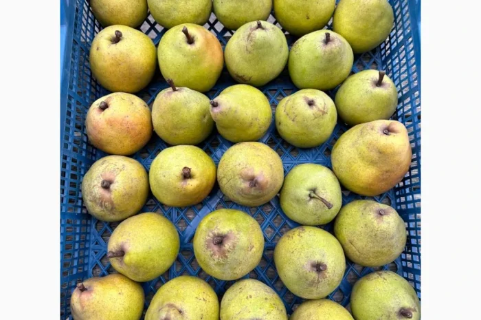 Продается груша сорта Кучерянка- фото № 3