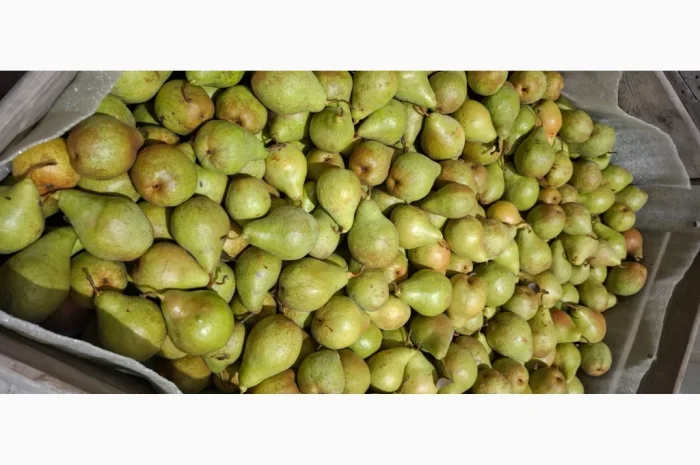 Продается груша сорта "Ноябрьская"- фото № 1