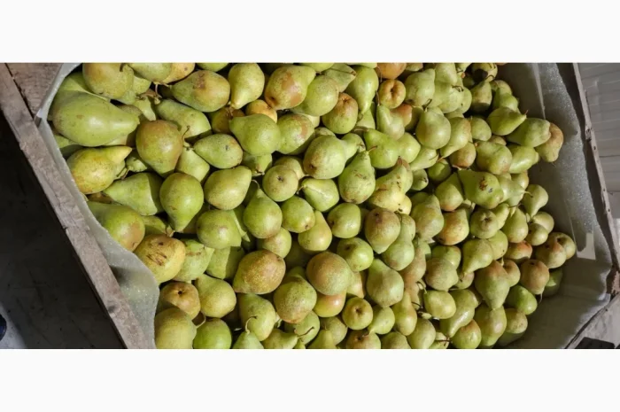 Продается груша сорта "Ноябрьская"- фото № 2