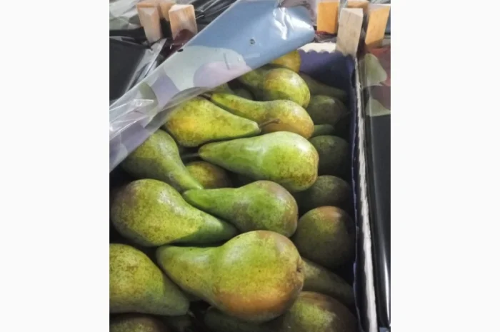 Продается груша сорта конференция в Польше- фото № 1