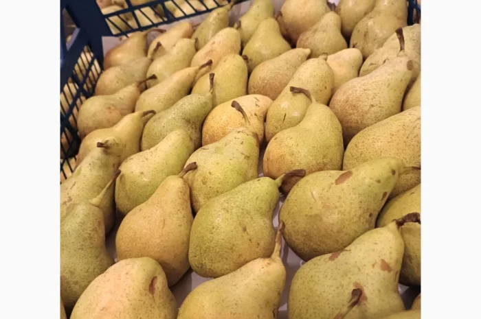 Пропонується груша Нояберська- фото № 1