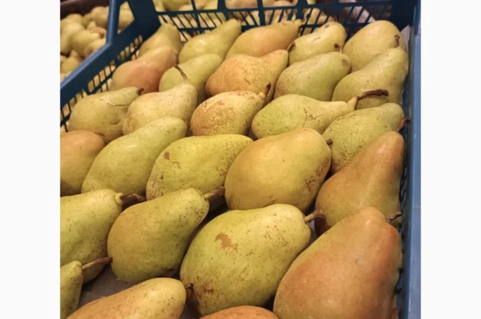 Пропонується груша Нояберська- фото № 2