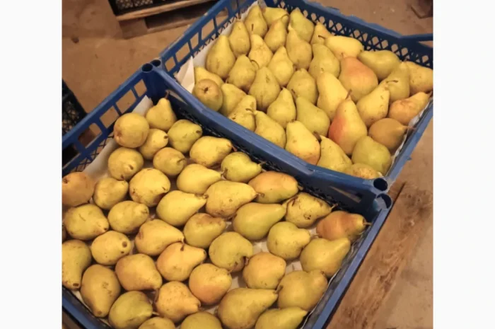 Пропонується груша Нояберська- фото № 3