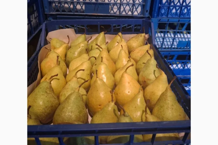 Продается груша Ноябрьская различных калибров- фото № 2