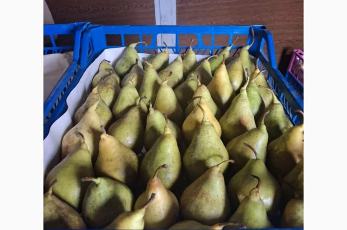 Продается груша Ноябрьская различных калибров- фото № 4