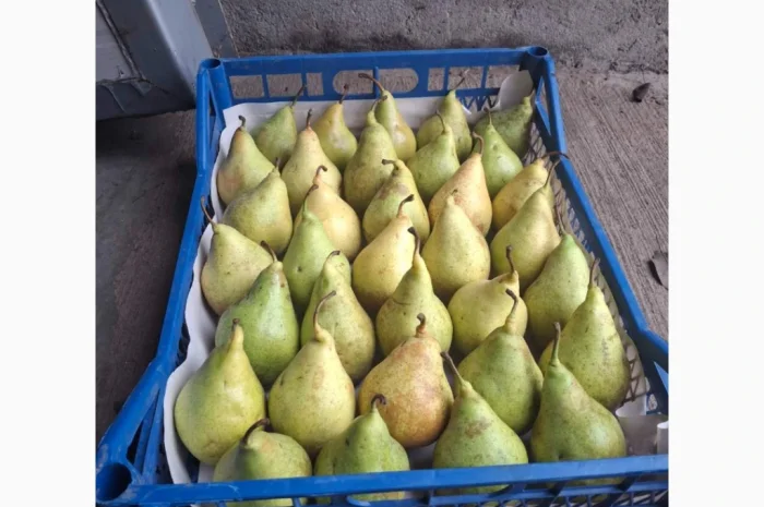 Продается груша Ноябрьская различных калибров- фото № 5