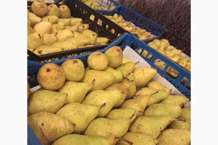 Пропонується груша Нояберська- фото № 2