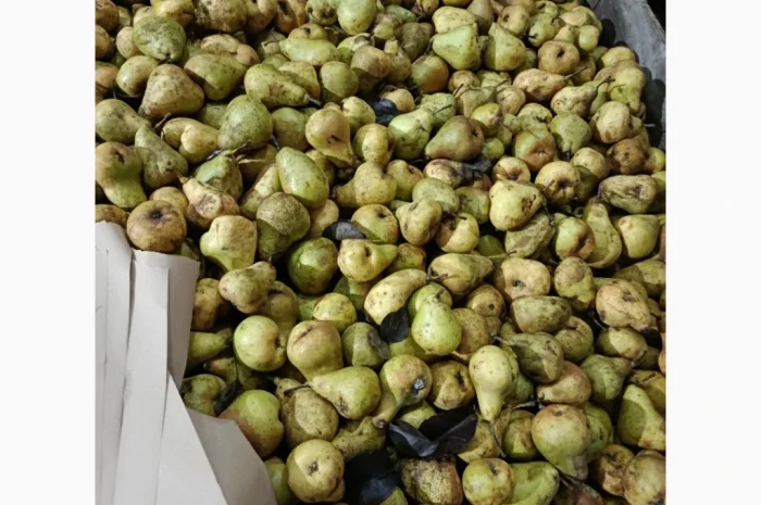 Груша на переробку- фото № 1