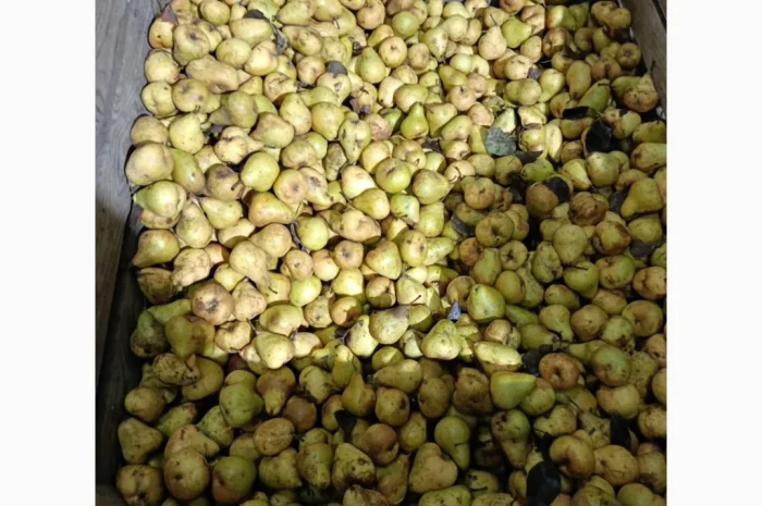 Груша на переробку- фото № 2