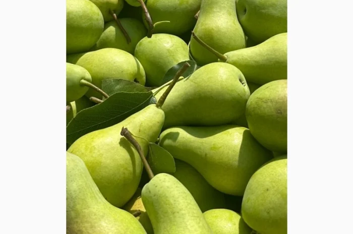 Груша Талгарка – відмінна якість- фото № 1