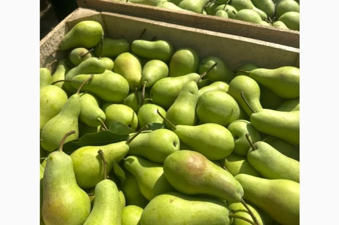 Груша Талгарка – відмінна якість- фото № 2