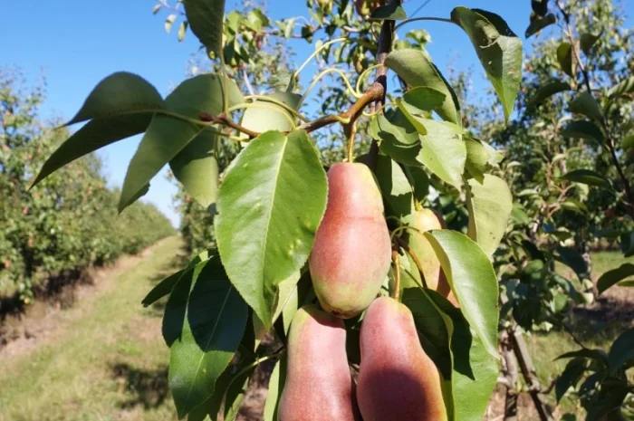 Пропонується груша сорту Талгарка гарної якості- фото № 1