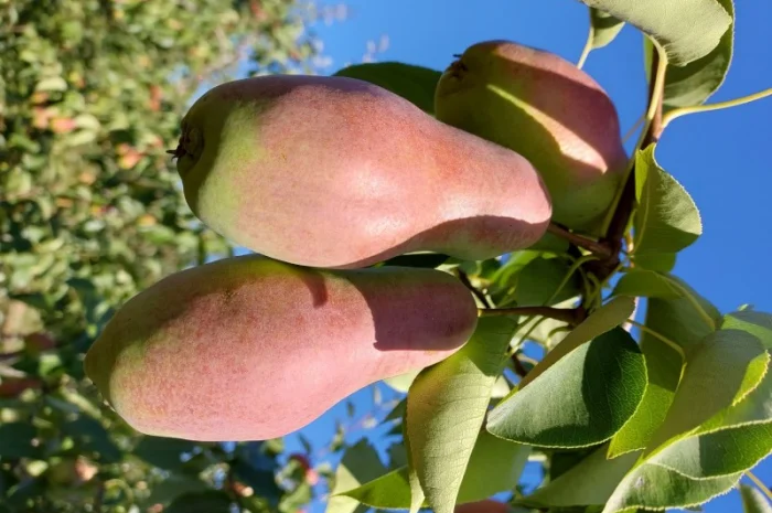 Пропонується груша сорту Талгарка гарної якості- фото № 2