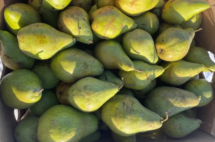 Продається груша сорту Листопадева- фото № 1