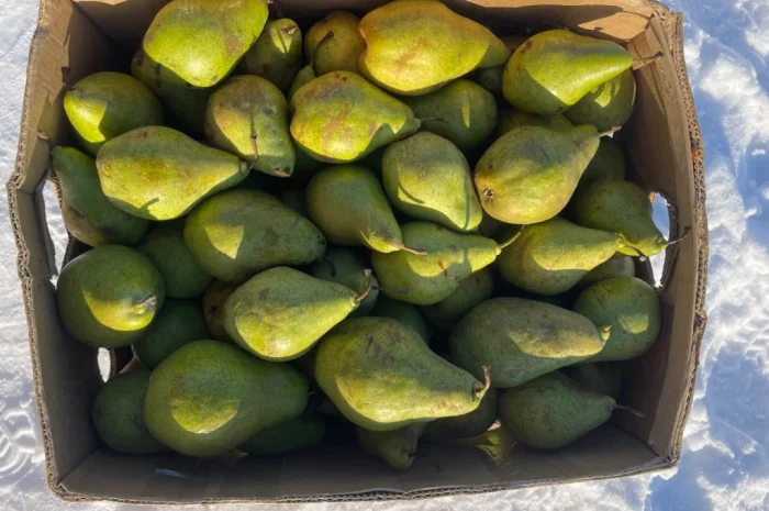 Продається груша сорту Листопадева- фото № 2