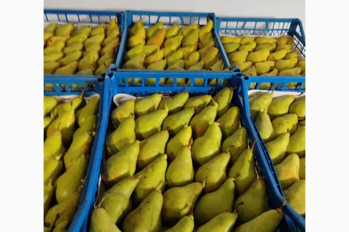 Продается груша Ноябрская- фото № 1