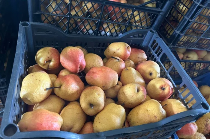 Продается зимняя груша сорта Киргизка- фото № 1