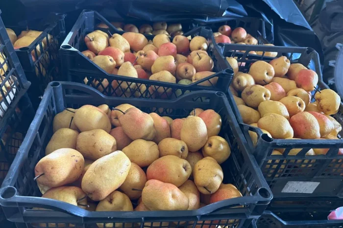 Продается зимняя груша сорта Киргизка- фото № 2