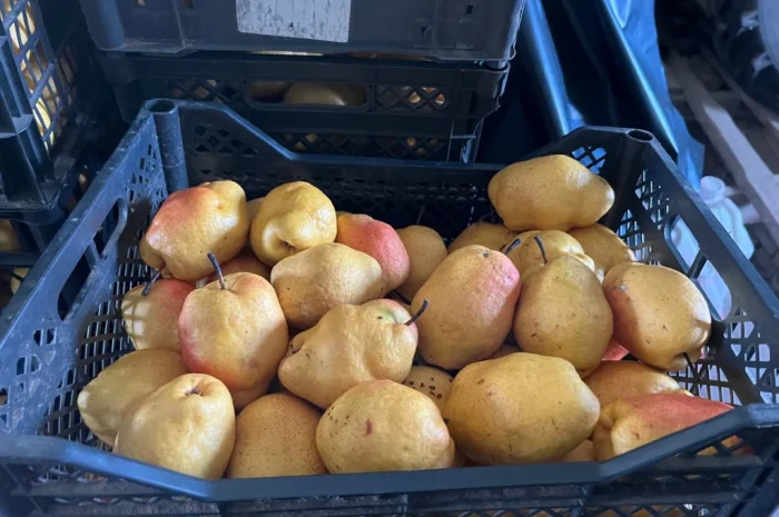 Продается зимняя груша сорта Киргизка- фото № 3