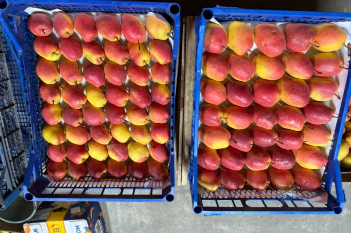 Пропонується груша киргизька преміум якості- фото № 1