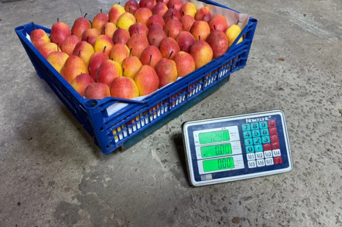 Пропонується груша киргизька преміум якості- фото № 10