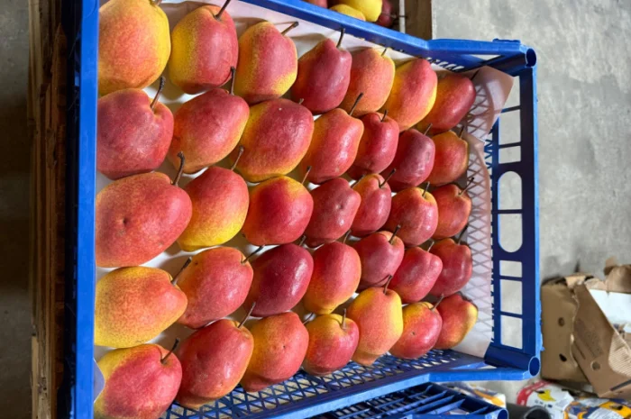 Пропонується груша киргизька преміум якості- фото № 2