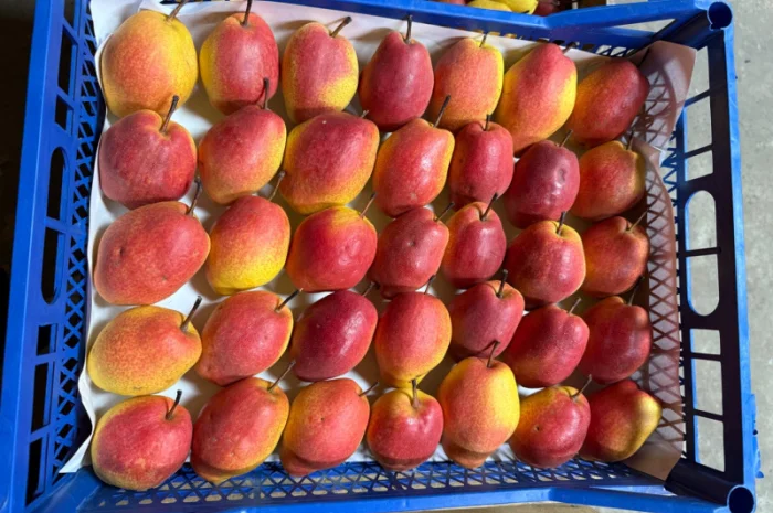 Пропонується груша киргизька преміум якості- фото № 3