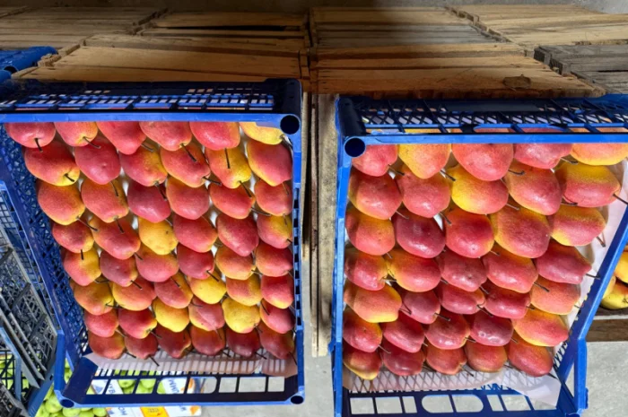 Пропонується груша киргизька преміум якості- фото № 4