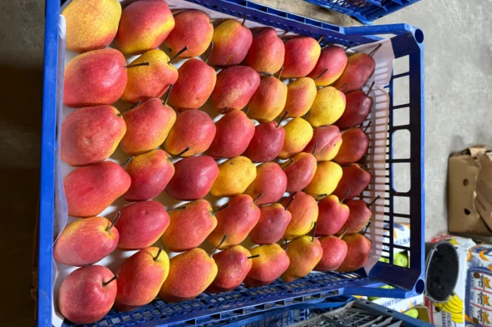 Пропонується груша киргизька преміум якості- фото № 5