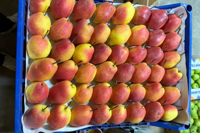 Пропонується груша киргизька преміум якості- фото № 6